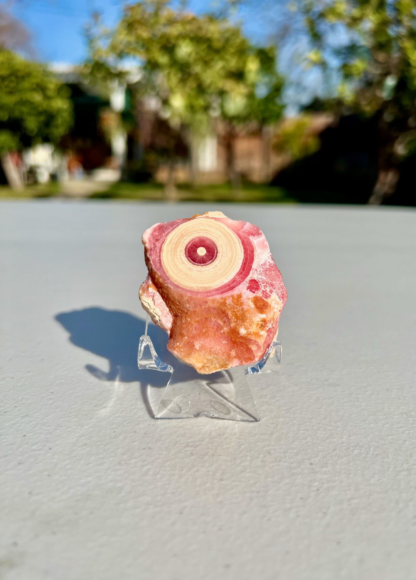 69.6g High Grade Rare Rhodochrosite Circular Stalactite Polished Slice from Argentina