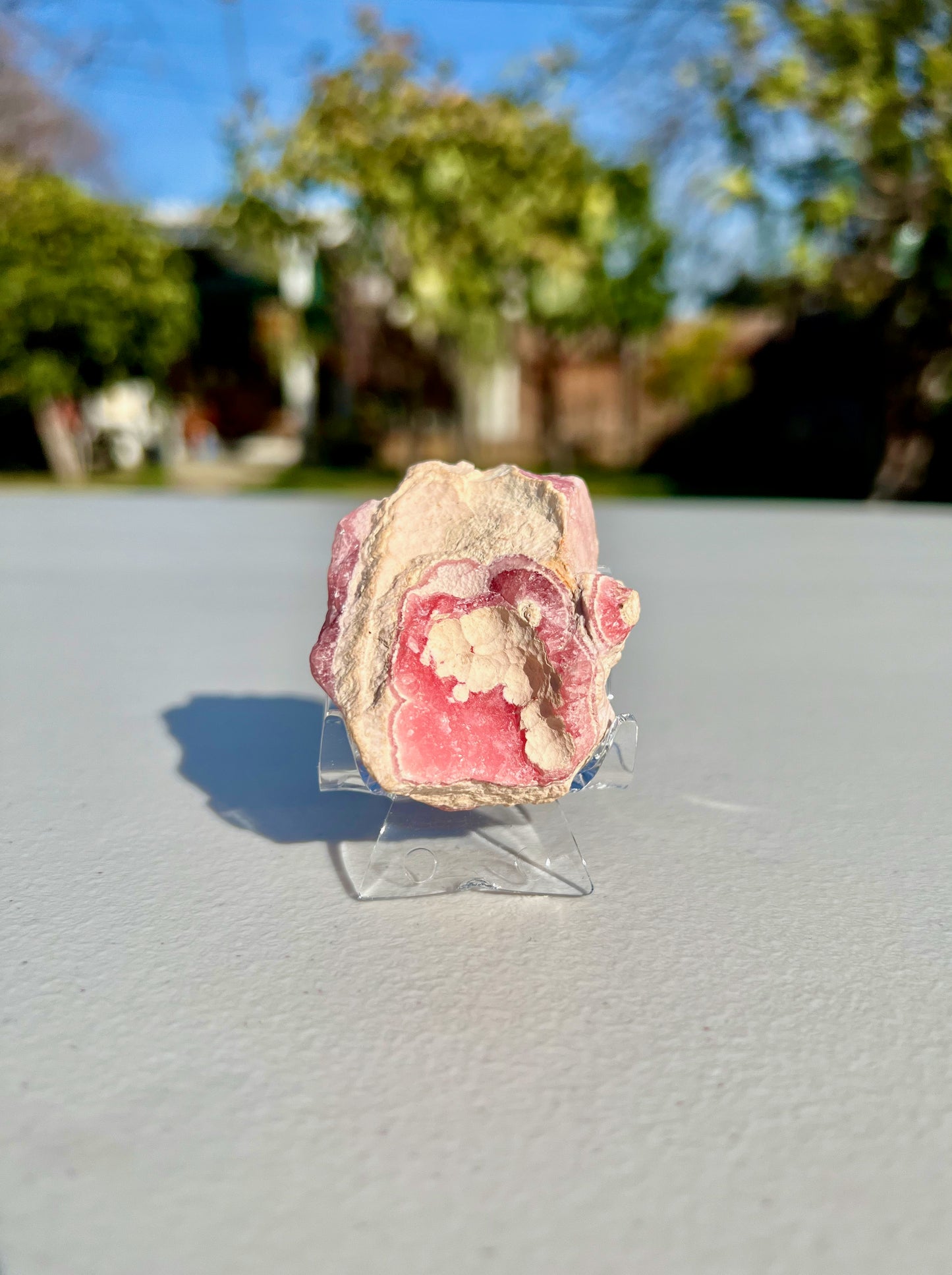 69.6g High Grade Rare Rhodochrosite Circular Stalactite Polished Slice from Argentina