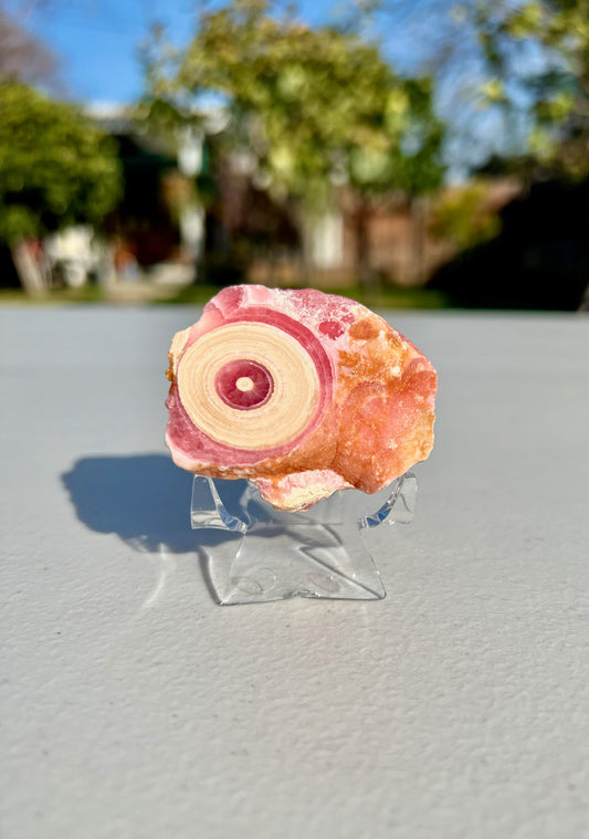 69.6g High Grade Rare Rhodochrosite Circular Stalactite Polished Slice from Argentina