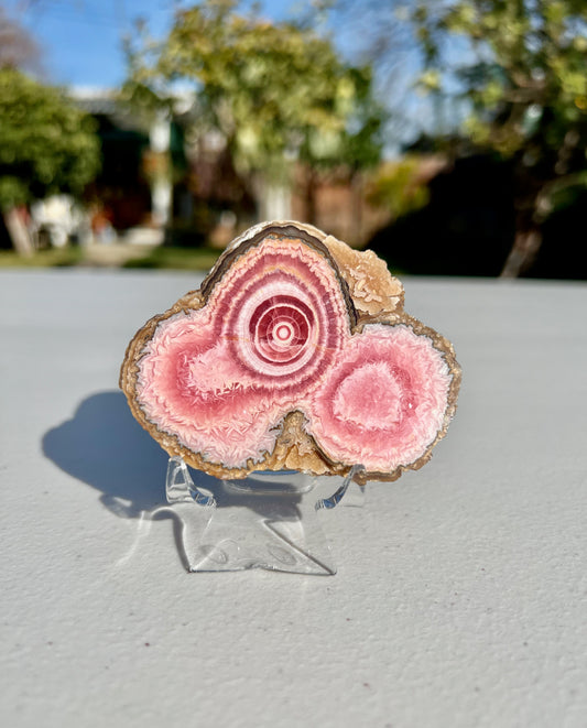 169.5g Unique High Grade Rhodochrosite Triple Stalactite Polished Slice from Argentina